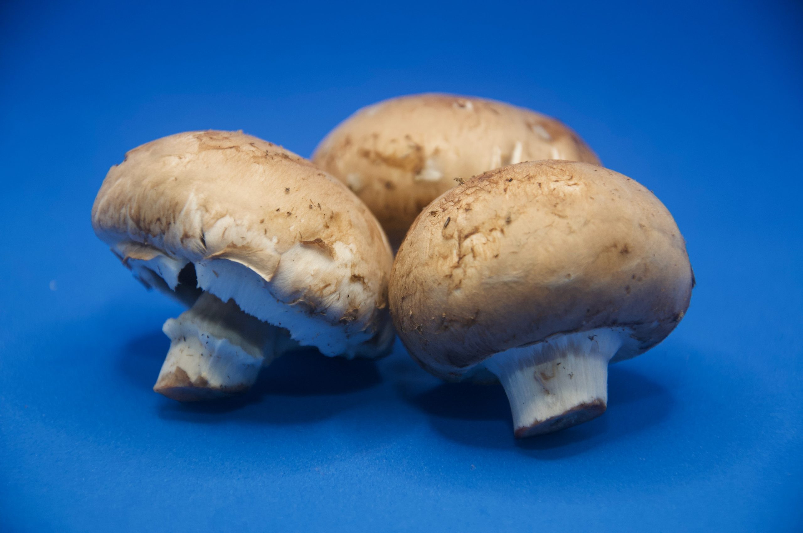 Growing Portobello Mushrooms From Spores